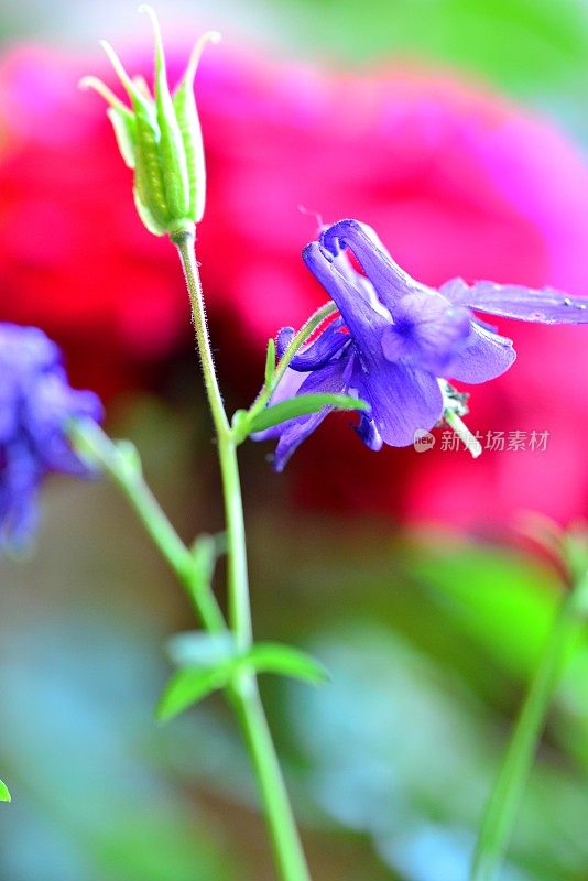 水仙花/耧斗菜花